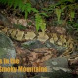 All You Need to Know About Snakes in the Smoky Mountains