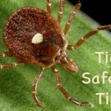 Tick Safety Tips!