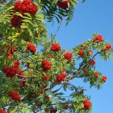 Smoky Mountains Fall Red Beauty Mountain Ash!