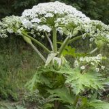 Giant Hogweed Invades Smoky Mountain Region
