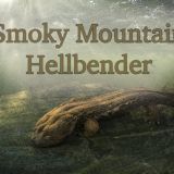 Smoky Mountain Hellbenders