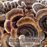 Smoky Mountain Turkey Tail Mushrooms