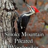 Smoky Mountain Pileated Woodpecker