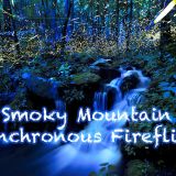 Synchronous Fireflies in Great Smoky Mountains June 2023