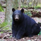 Smoky Mountain Black Bears Winter