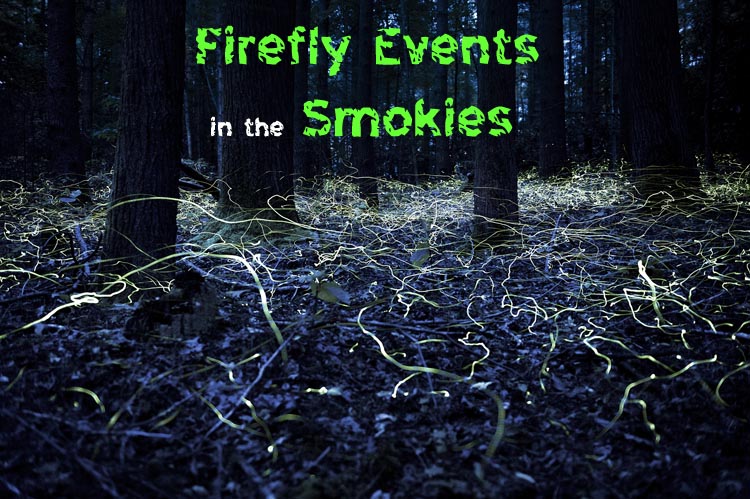 Smoky Mountain Synchronous Firefly Event 2020